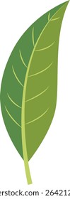  A soft light green leaf with a simple, smooth outline, evoking the gentle beauty and serenity of natural elements in a clean, minimalist design.