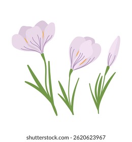 Soft lilac crocuses with green leaves set in flat cartoon design. Springtime first bulb flowers. Blooming decorative bouquet in spring garden. Botanical decorative plant. Vector illustration isolated.