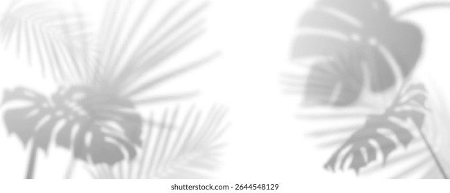 Soft palm shadow overlay on white background - botanical monstera and tropical leaf silhouettes in subtle shade pattern for product photo backdrops, minimalist web design or spa wellness branding.