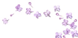 Soft Pastel Color Floral Background With Place For Text. Purple Lilac Flowers And Petals Watercolor Style Vector Illustration Template