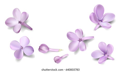 Soft pastel color floral background. Purple isolated Lilac flowers and petals watercolor style vector illustration template