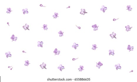 Soft pastel color floral background. Purple Lilac flowers and petals watercolor style vector illustration template