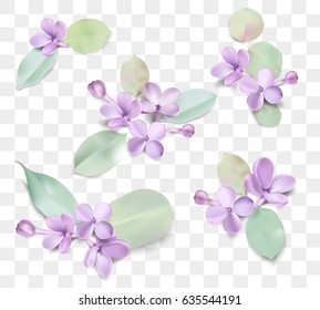 Soft pastel color floral group isolated on transparent background. Purple Lilac flowers and petals watercolor compositions set rustic style vector illustration template