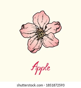 Soft pink apple blossom, drawing with inscription, colorful gravure style