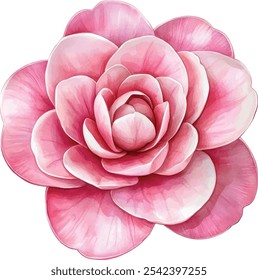 Flor de la acuarela de la flor de camelia rosa suave, pintado a mano con pétalos en capas. Ilustración botánica, aislado sobre fondo blanco.