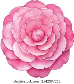 Flor de aquarela de flor de camélia rosa macio, pintado à mão com pétalas em camadas. Ilustração botânica, isolada sobre fundo branco.