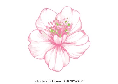 soft pink flower, beautiful bright tea rose