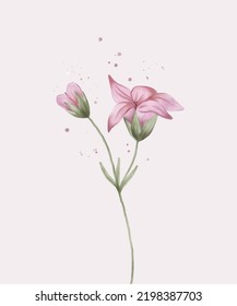 A soft pink flower on a long stem with leaves. Watercolour illustration. Botanical art