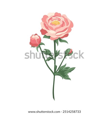 Soft pink ranunculus flower with buds vector Blooming buttercups Vector flat floral plants design elements for print, card, flyer, banner isolated white background