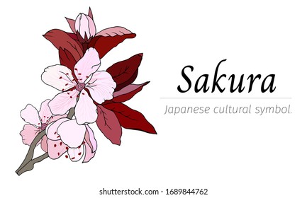 Flor de sakura rosa suave. Ilustración manuscrita vectora en fondo blanco. Flor japonesa tradicional para tarjetas, afiches y saludos.