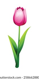 Soft pink tulip with smooth petals and leaves, ideal for spring designs. Vector cartoon illustration