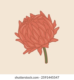 Soft red vector flower illustration. Elegant strawflower stroke drawing with colored petals on pastel background. Modern botanical design. Blooming bud in outline style with for cards, decor, print