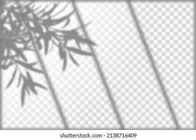 Soft shadow form window and plants, light overlay effect. Scenes of natural lighting.Effect Template for social media backgrounds, product presentations, photo shots.
