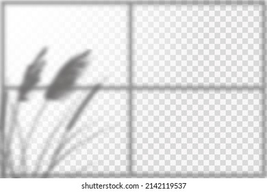 Soft shadow form window and plants, light overlay effect. Scenes of natural lighting.Effect Template for social media backgrounds, product presentations, photo shots.
