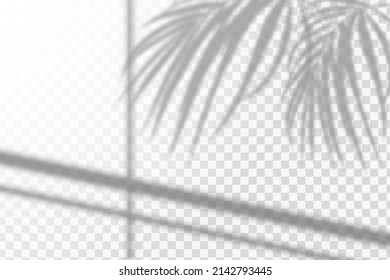 Soft shadow form window and plants, light overlay effect. Scenes of natural lighting.Effect Template for social media backgrounds, product presentations, photo shots.
