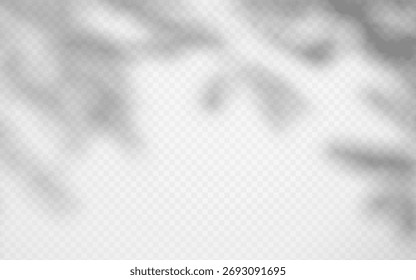 Soft shadow overlay abstract tree leaves on transparent background. Delicate shade from foliage on wall.