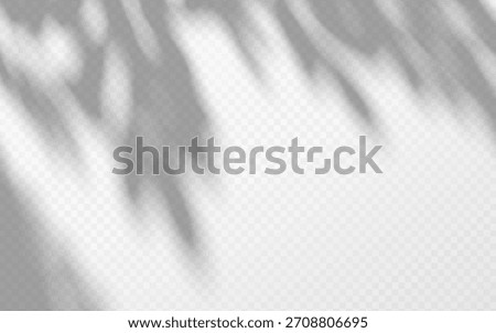 Soft shadow overlay abstract tree leaves on transparent background. Delicate shade from foliage on wall.