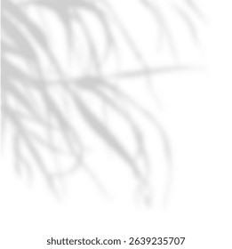 Soft shadow of tree branches on white background. Natural light overlay with subtle palm or leaf silhouettes. Minimal botanical shadow backdrop for product display. Realistic vector illustration.