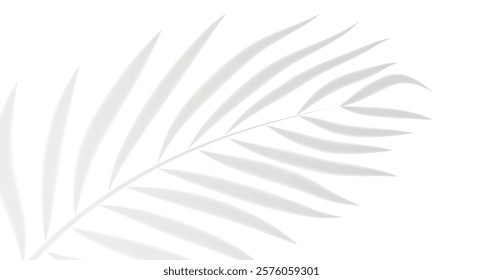 Soft shadows of palm leaves on a white background, minimalism, tropical atmosphere.