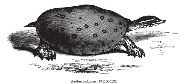 Soft shelled tortoise is a species of softshell turtle that is endemic to China and Taiwan, vintage line drawing or engraving illustration.