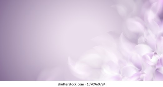 Soft spring white background with purple blurred flower petals vector illustration