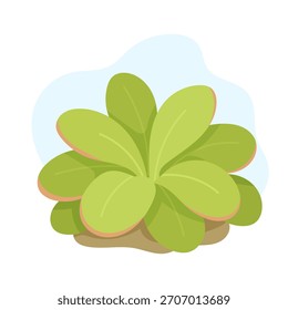 Planta pinguicula de Vector suave que brilla con tonos verdes suaves, pinguicula que forma el foco botánico tranquilo para la decoración moderna, vibra minimalista de tendencia que realza la estética natural para proyectos creativos.