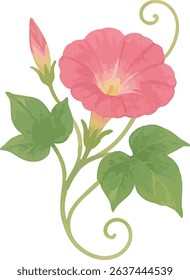 A soft watercolor illustration of a pink morning glory with a bud. Great for summer-themed designs, greeting cards, and seasonal decoration.