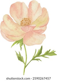 Soft Watercolor Spring Anemone, pink flower, Perfect for Easter and Mother's Day Decor