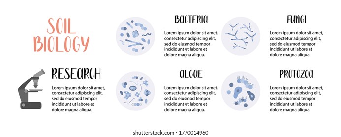 Soil biology. Soil microorganisms: bacteria, fungi, algae, protozoa. Microbiology. Vector flat illustration