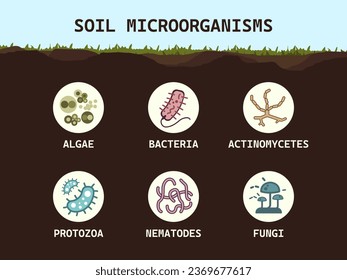 Soil biology. Soil microorganisms: bacteria, fungi, algae, protozoa, nematodes, actinomycetes. Microbiology. Vector flat illustration