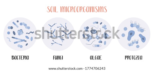 Soil biology. Soil\
microorganisms: bacteria, fungi, algae, protozoa. Microbiology.\
Vector flat illustration