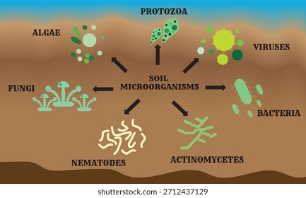 Vetor da biologia do solo. Microrganismos do solo bactérias, fungos, algas, protozoários, nemátodos, actinomicetes, vírus. Microbiologia Ilustração em plano vetorial 