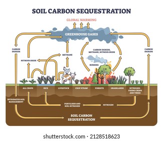 Soil carbon sequestration with greenhouse gases absorption outline diagram. Labeled educational scheme with CO2 reduction in ground method vector illustration. Carbon dioxide and methane climate cycle