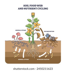 Soil food web and nutrient cycling as plant biological cycle outline diagram. Labeled educational scheme with old leaves decomposition, nitrogen fixation or mineral uptake process vector illustration