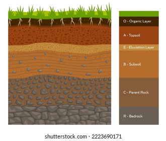 Soil layer infographic, earth geology formation bedrock, parent rock, subsoil, eluviation layer, topsoil and organic layer cross section view. Ground and underground surface vector infographics chart
