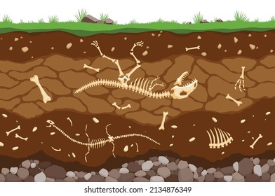 Soil layers with bones. Surface horizons of the soil with the fossil skeleton of reptiles. Upper layer of the earth structure with a mixture of organic matter and stones. Paleontological background