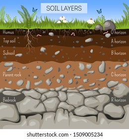 Soil layers diagram with grass, earth texture, stones, plant roots, underground species. Geology infographics, Education for kids. Cartoon style vector illustration.