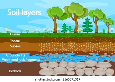 Soil layers. Diagram for layer of soil. Soil layer scheme with grass, earth texture, groundwater and stones. Cross section of humus or organic and underground soil layers beneath. Vector illustration