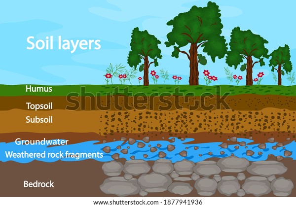 \
Soil layers. Diagram for layer of soil.\
Soil layer scheme with grass, earth texture, groundwater and\
stones. Cross section of humus or organic and underground soil\
layers beneath. Vector\
illustration
