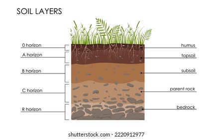 Soil layers diagram, scheme with grass, roots, stones, worms, humus, sand, stones. Geology Underground infographic. Land in the section. Mineral particles. Vector educational illustration