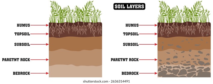 Soil layers diagram, scheme with grass, roots, stones, worms, humus, sand, stones. Geology Underground infographic. Land in the section. Mineral particles. Vector educational illustration