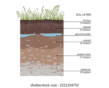 Soil layers diagram with underground water. Geology Underground infographic. Scheme with grass, roots, stones, humus, sand, stones. Land in the section. Mineral particles. Educational illustration