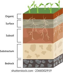 Soil layers diagram vector illustration, humus soil layer structure infographic, science and geology education, bedrock, substractum, subsoil, surface, organic