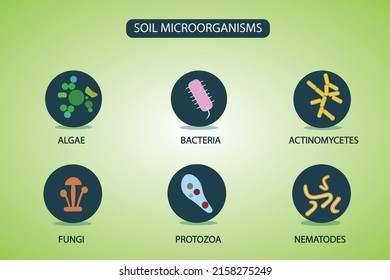 Soil Microorganisms that reproduce in the soil