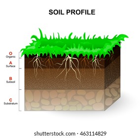 Soil Profile and Soil horizons. Piece of land with green grass and plant roots. Vector illustration.