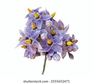 Solanum dulcamara purple flowers isolated. Climbing or bittersweet nightshade, blue bindweed, Amara Dulcis, felonwort, fellenwort, felonwood, poisonberry, scarlet berry, snakeberry, violet. 
