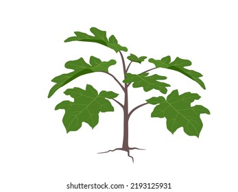 Solanum de fondo blanco.
