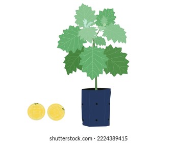 Solanum stramonifolium on a white background.