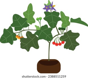 Solanum violaceum is a plant in the genus Solanum. It is a very small shrub, 1–1.5 meters tall, and has cough-relieving properties.