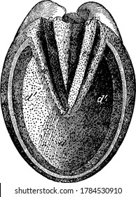 Solar aspect of the hoof of a horse, with its parts labelled, vintage line drawing or engraving illustration.